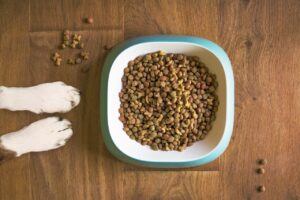 Kibble Dog Food