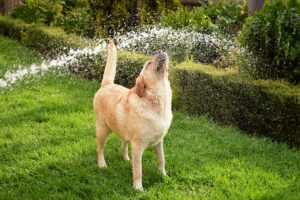 A dog playing with water
