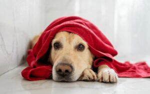 A golden retriever lying on towel