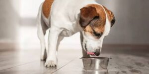 A dog drinking water from bowl