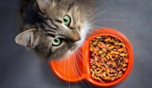 A cat sitting with a bowl of kibble